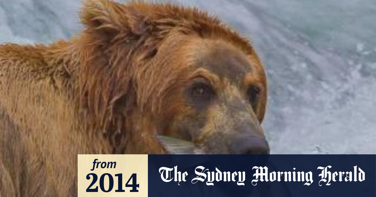 An Alaskan woman, mauled by bear, walks over two kilometres to truck